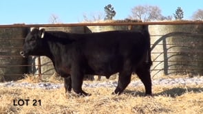 Lot #21 - LL KNOCKOUT 115