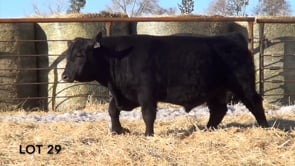 Lot #29 - LL RIBEYE 174