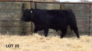 Lot #20 - LL KNOCKOUT 167