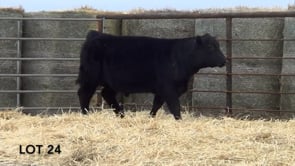 Lot #24 - LL PREMIUM 154
