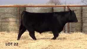 Lot #22 - LL WHITLOCK 145