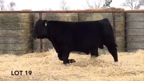 Lot #19 - LL RECKON 1153