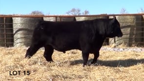 Lot #15 - LL IM RECKON 142