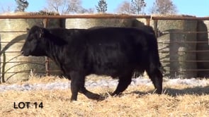 Lot #14 - LL RECKON 104