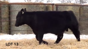 Lot #13 - LL BONANZA 1128