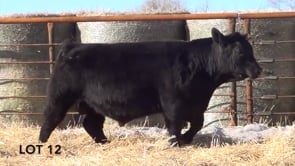 Lot #12 - LL BONANZA 1163