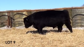 Lot #9 - LL RECKON 0197