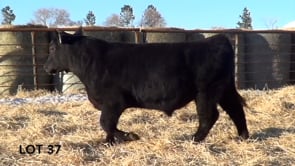 Lot #37 - LL AUTHORITY 1162