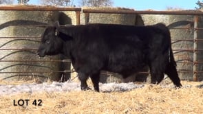 Lot #42 - LL BROKEN BOW COWBOY 1121