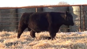 Lot #27 - LL RIBEYE 122