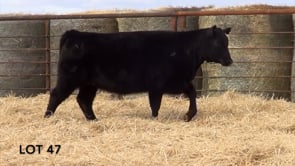 Lot #47 - LL MISS RIBEYE 168