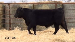 Lot #34 - LL SIDEKICK 1173