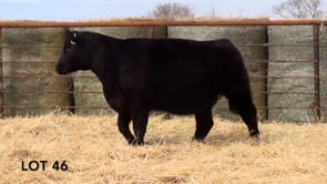 Lot #46 - LL MISS RIBEYE 156