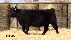 Lot #45 - LL MISS RIBEYE 144