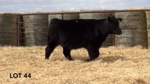 Lot #44 - LL IM STUNNING 131