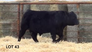 Lot #43 - LL COWBOY LIBERTY 1159