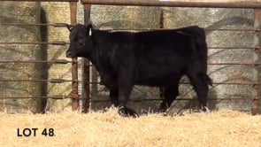 Lot #48 - LL PRINCESS RECKON 1165