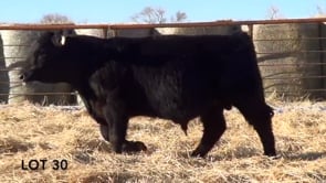 Lot #30 - LL GUN POWDER 1161