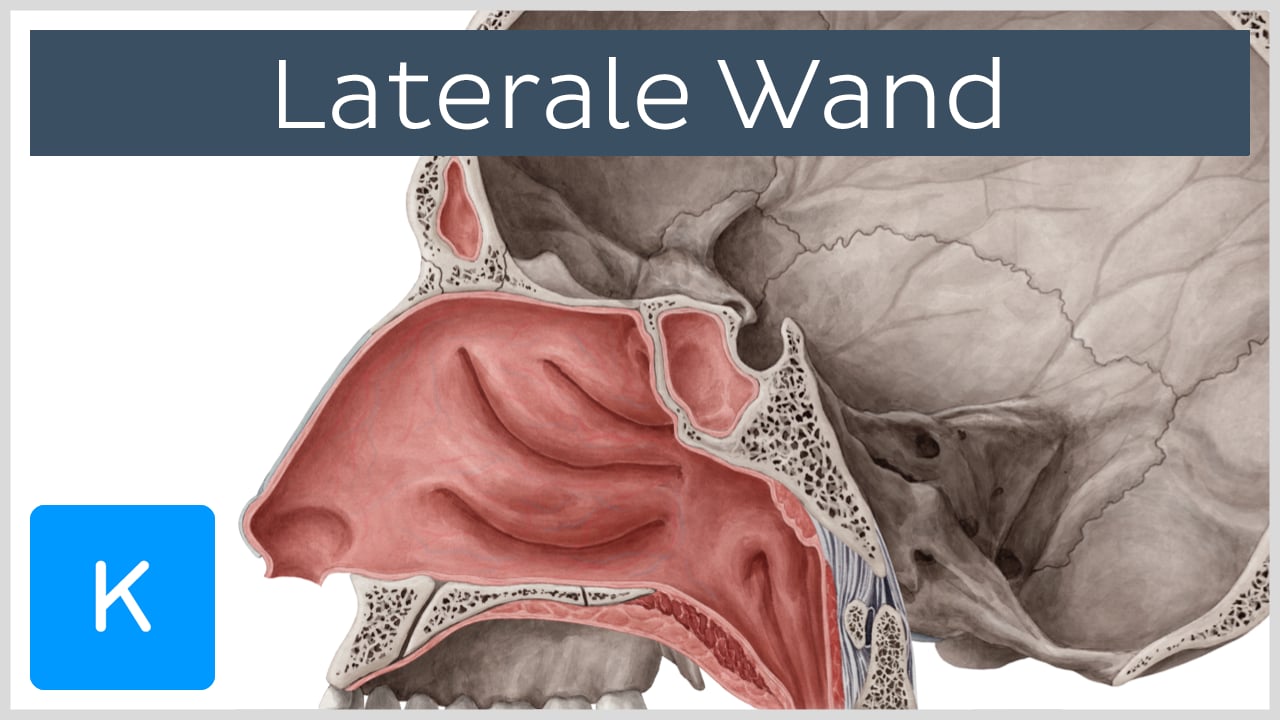 Concha Nasalis Inferior (Untere Nasenmuschel) Anatomie, 54 OFF