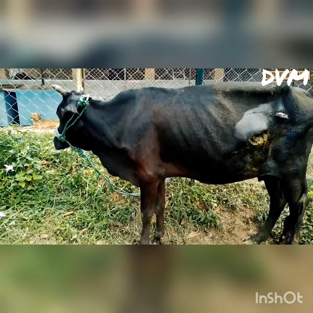 Innocent Cow Rescue On Vimeo