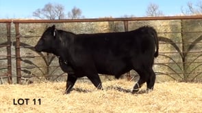 Lot #11 - LL AVIATOR 194