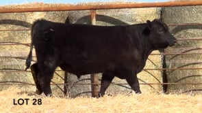 Lot #28 - LL RIBEYE 127