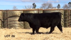 Lot #26 - LL RIBEYE 116