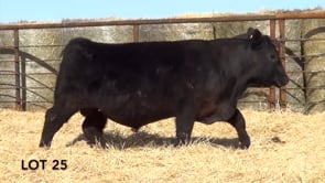 Lot #25 - LL STUNNER 146