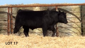 Lot #17 - LL RECKON 1139