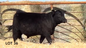 Lot #36 - LL AUTHORITY 1105