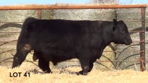 Lot #41 - LL FINAL FOUR COWBOY 1109