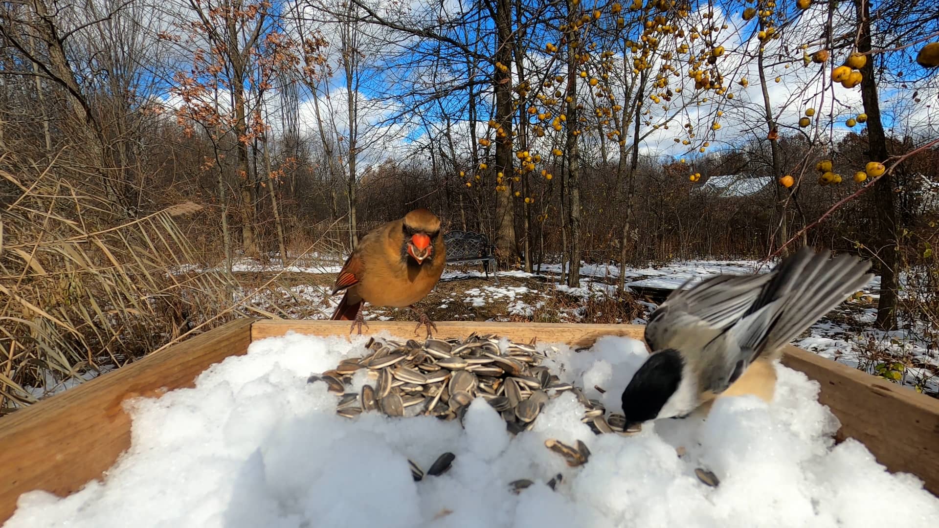 Northern Cardinals eating striped sunflower seed! on Vimeo