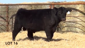 Lot #16 - LL RECKON 1116