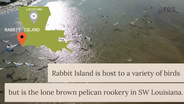 Rabbit Island Brown Pelicans | Earth is in Us/US