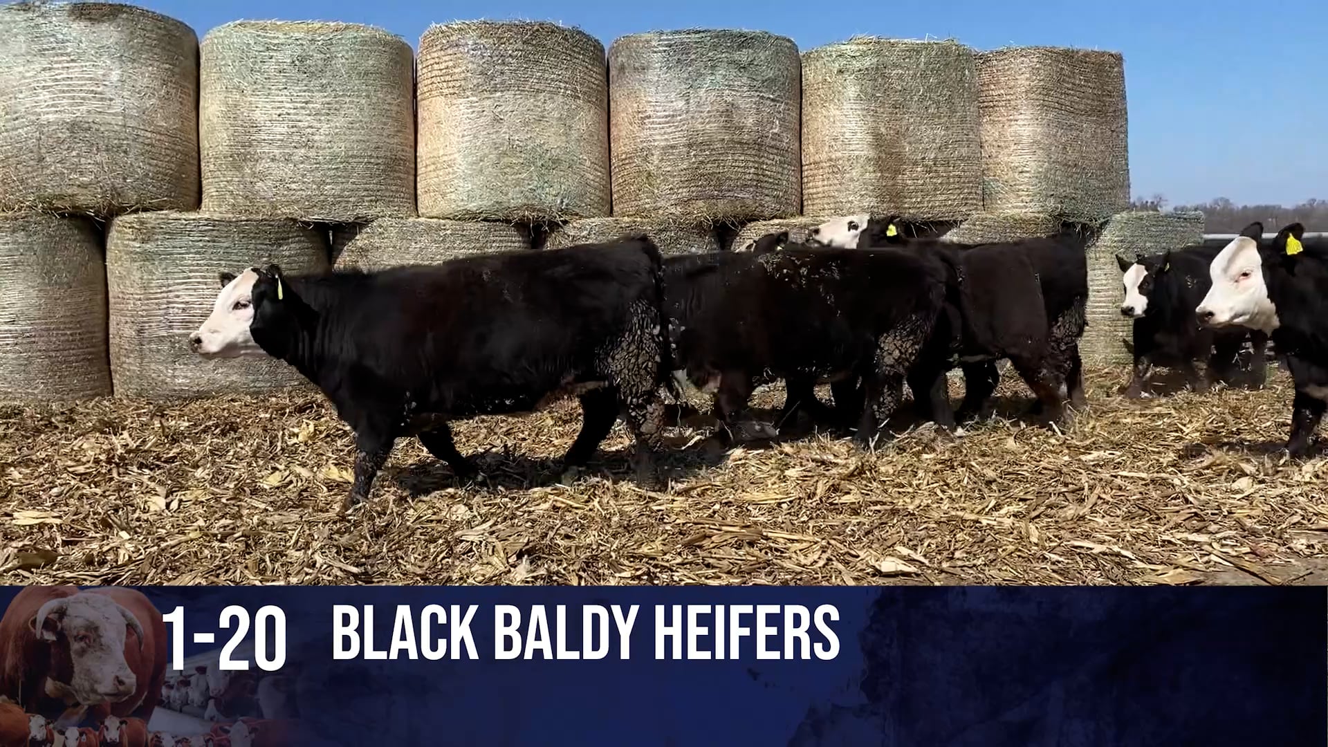 Baldy Heifers