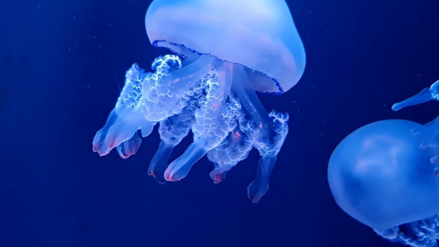 Jellyfish, Underwater, Ocean, Water