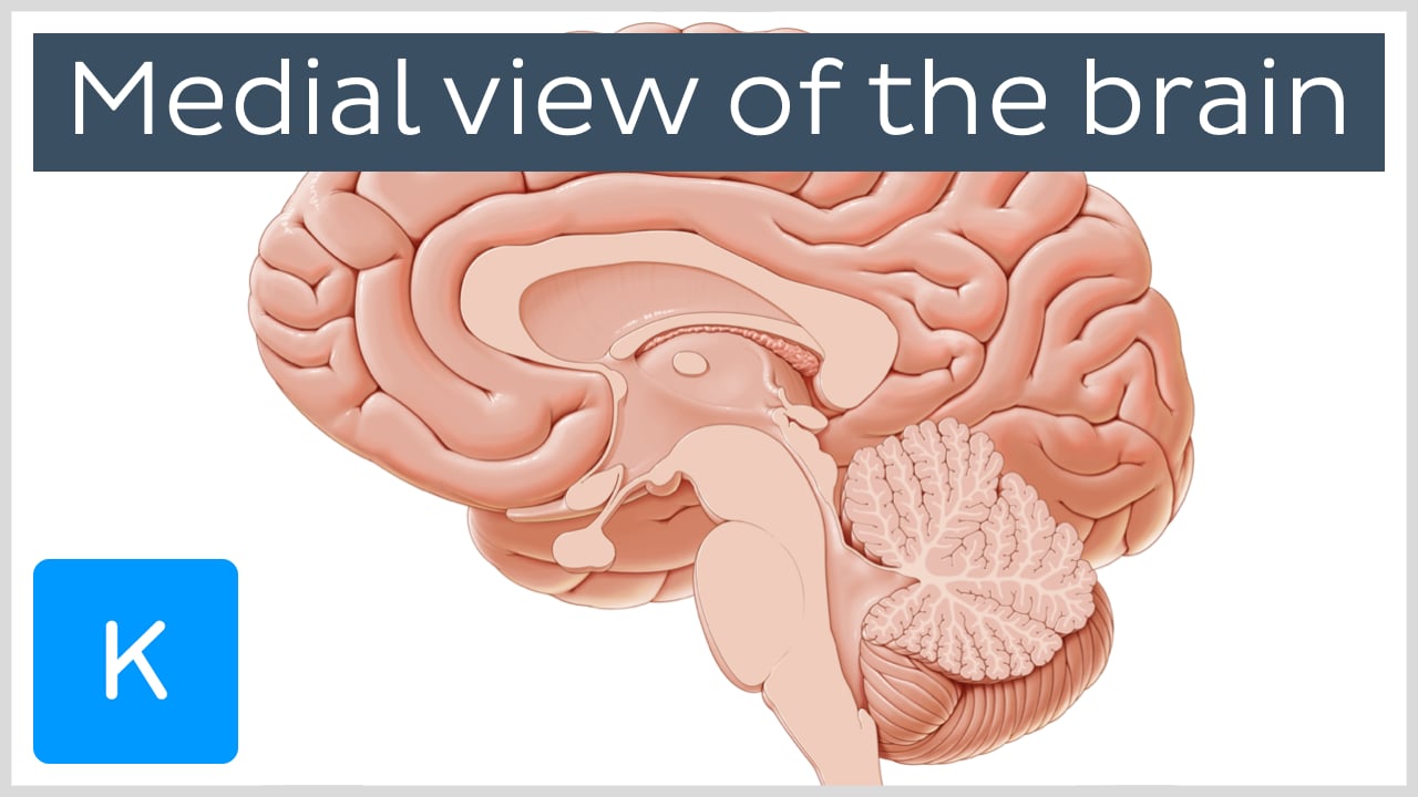 brain midsagittal view