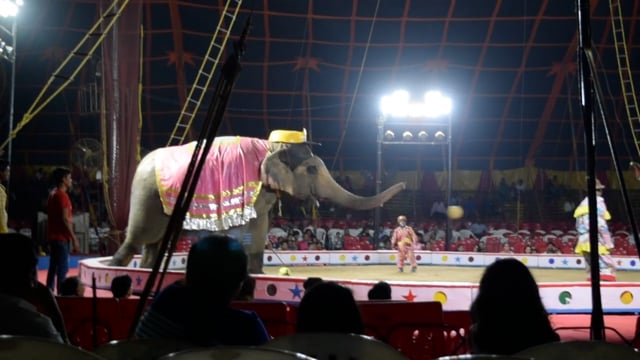 Performing Indian elephants play cricket at the Great Golden Circus, Mumbai, 2016