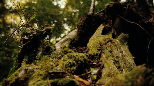 PurNat x Cascades - Les Orphelins - 