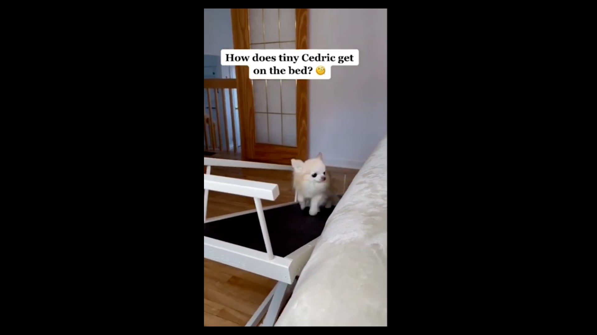αστεία βίντεο με σκύλους