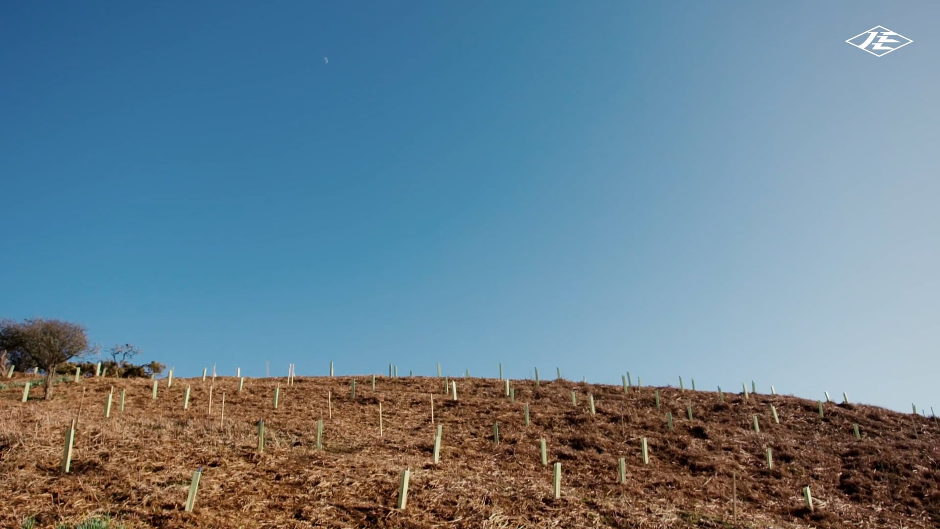 Mourier Valley Tree Planting Project - The Full Project Image