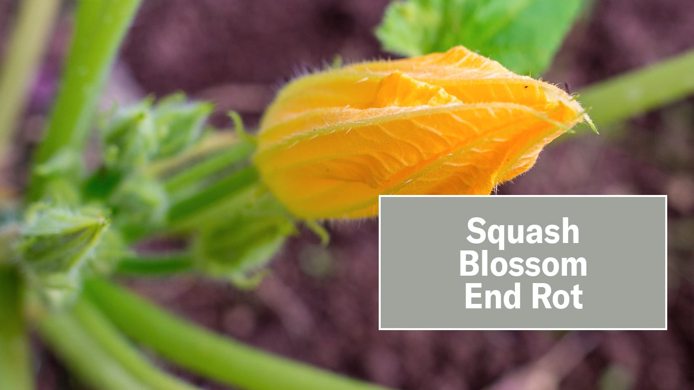 What to do about squash blossom rot on Vimeo