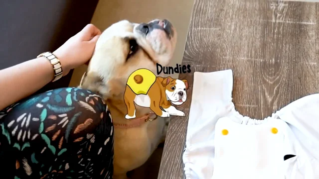 Choosing the Correct Dundies Dog Nappy