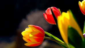 flower, tulip, red
