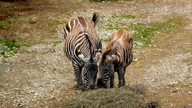 20+ Free Zebras & Zebra Videos, HD & 4K Clips - Pixabay