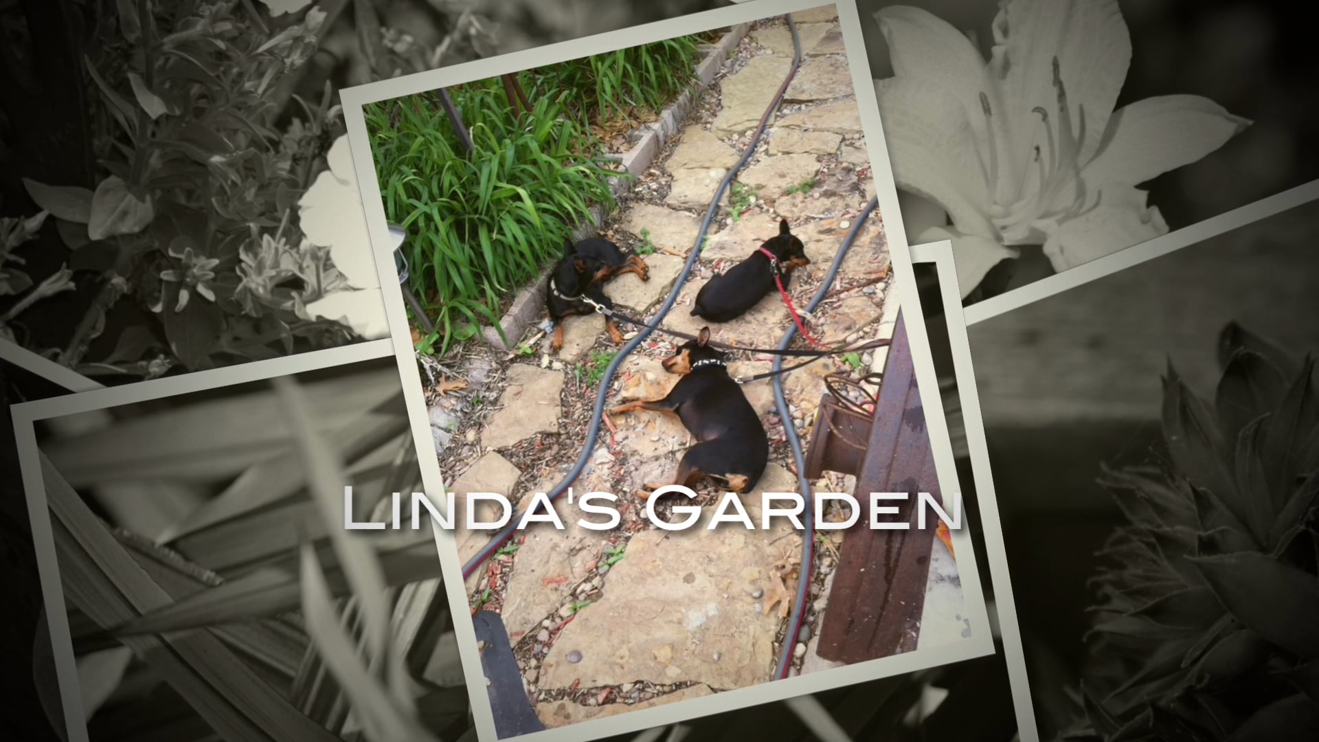 Linda's Garden