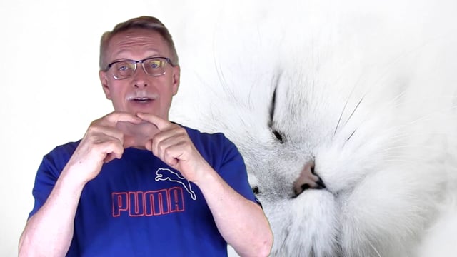 Another Place bans Cat Declawing