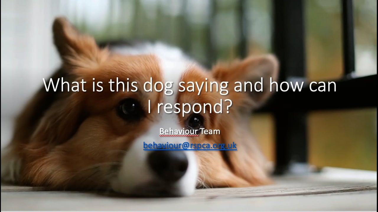 Dog Behaviour And Communication 2. Part 2 of 2 - RSPCA Staff Contributors