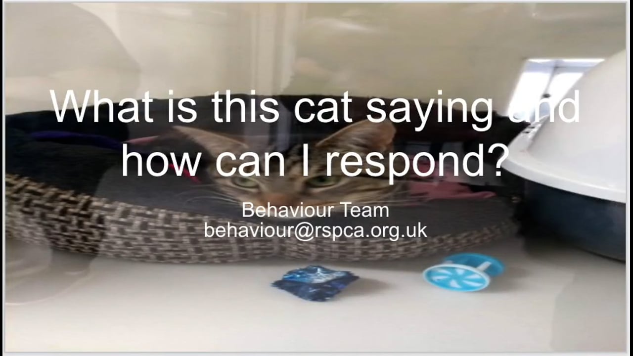 Cat Behaviour and communication part 2 Part 2 of 2 - RSPCA Staff Contributors
