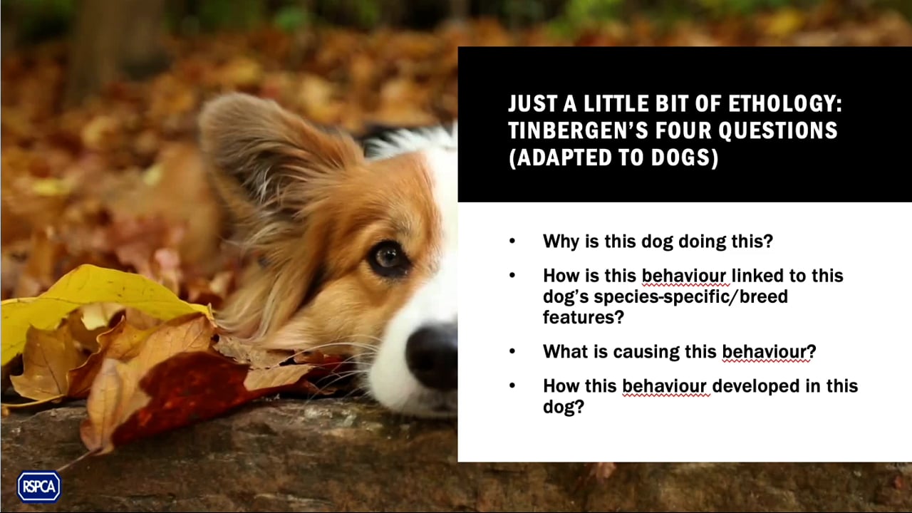 Dog Behaviour And Communication 2. Part 1 of 2 - RSPCA Staff Contributors